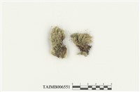 藏品(鈍葉黃苔)的圖片